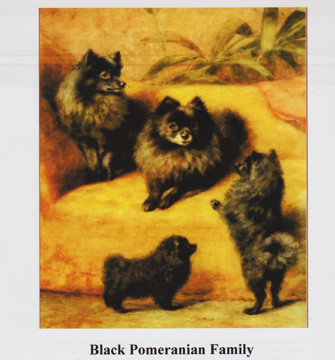 Stoney Knob Farm Black Pomeranian Family cross stitch pattern