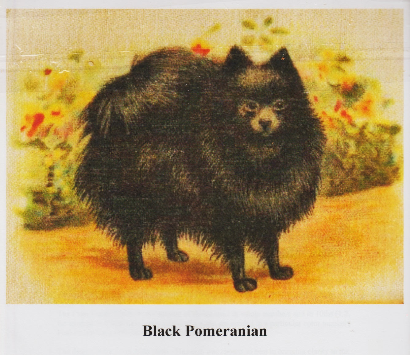 Stoney Knob Farms Black Pomeranian cross stitch pattern