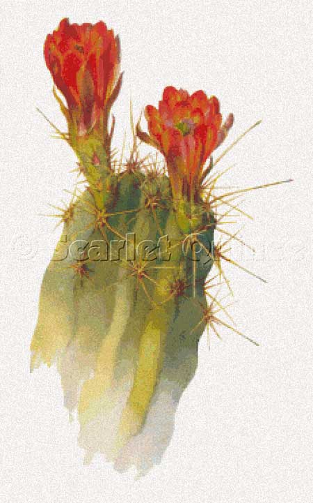 Scarlet Quince Echinocereus Polyacanthus cactus cross stitch pattern