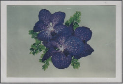 Silver Lining Orchids for Cole SL143 cross stitch pattern