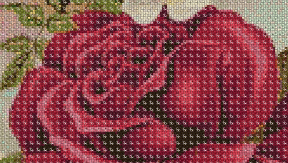 McGregor Roses 1897 Seeds PDF