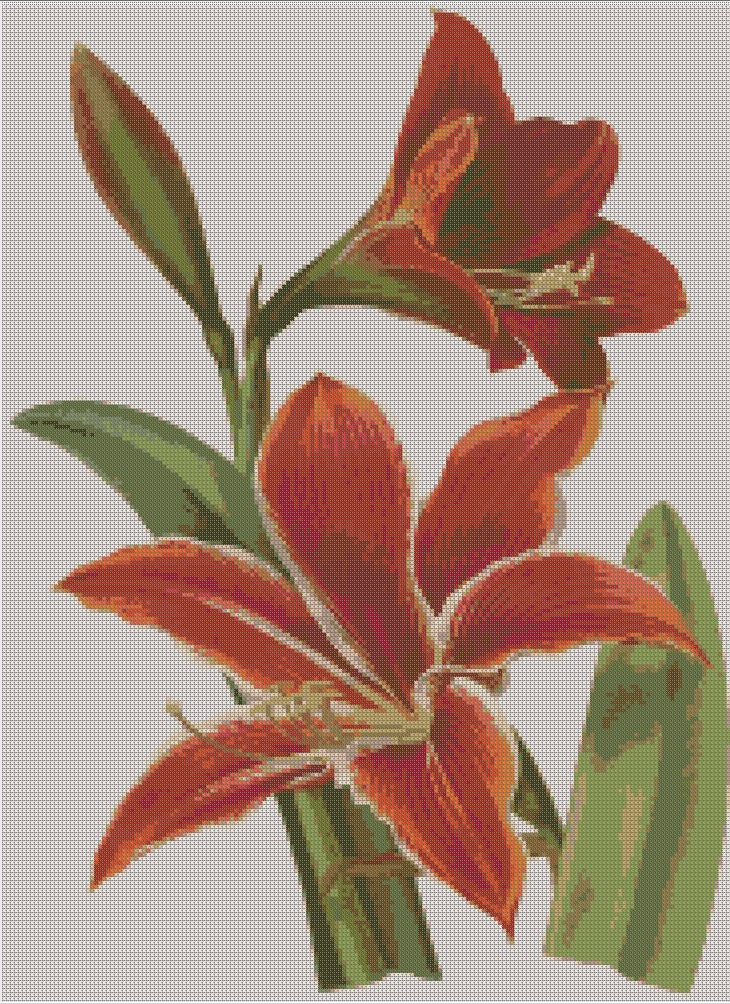 Red Lily pattern